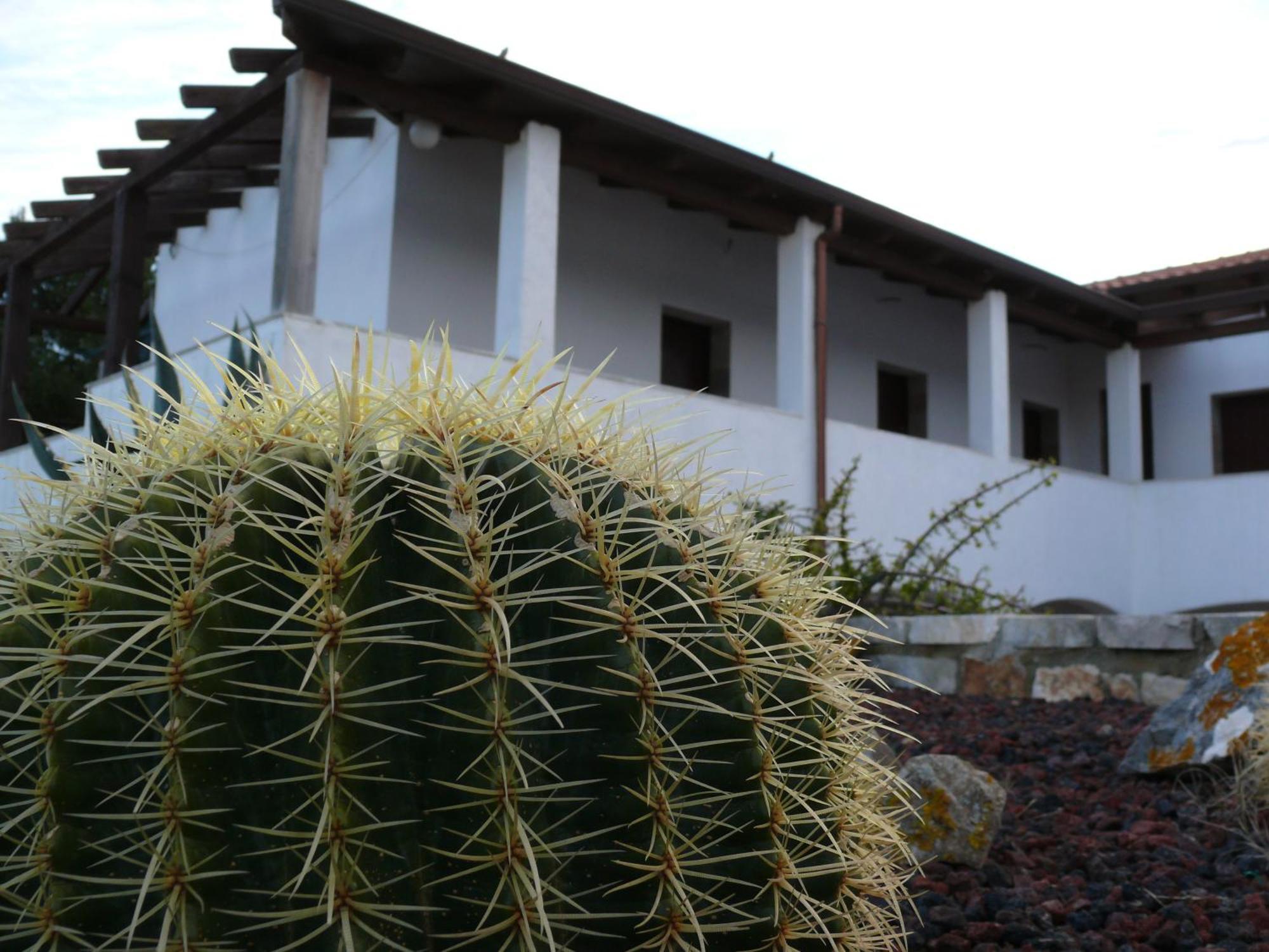 Agave Alghero Fertilia Extérieur photo